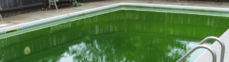 Book Pool Water Green to Clean Service Book Pool Water Green to Clean Service